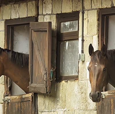 Two horses with their heads leaning over the top of the first half of a split door on each of their stables