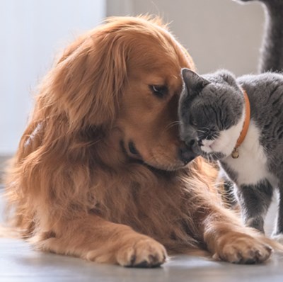 Golden Cocker Spaniel having the top of its muzzle rubbed by the top of a grey cats head