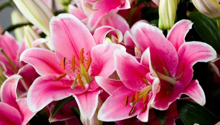 Close up of pink lillies