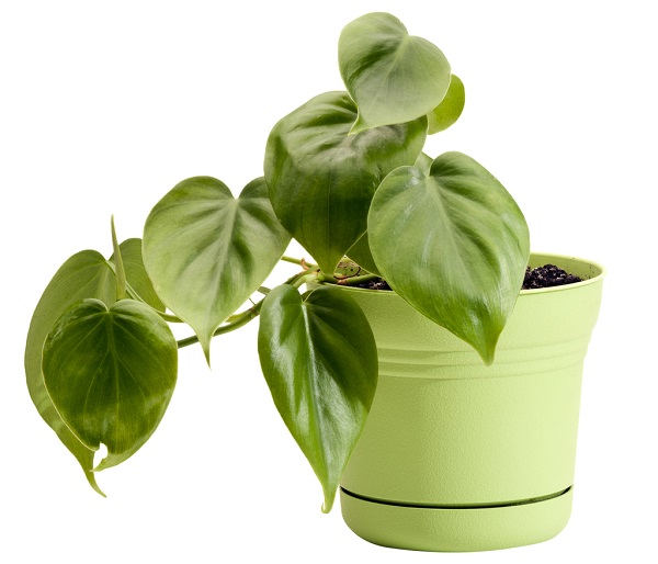 Potted philodendron plant