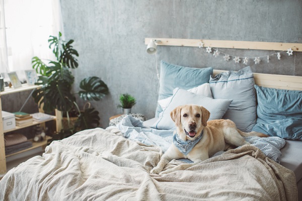 Golden labrador relaxing on a bed with decorative potted plant in the background