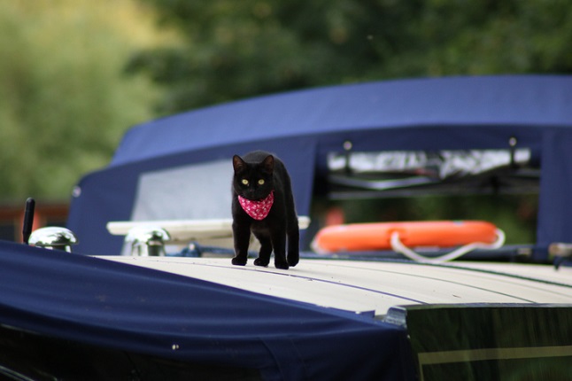 Cat on top of narrowboat