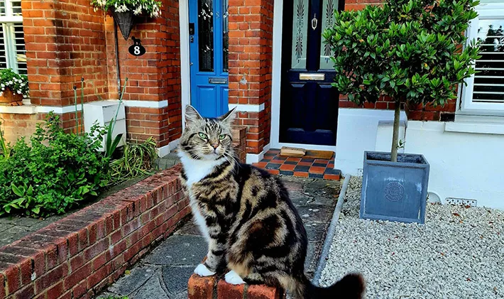 Tabby Cat Sat On A Brick Post At The Front Of A Path Leading To A Front Door