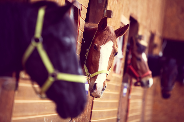 Horses in stable