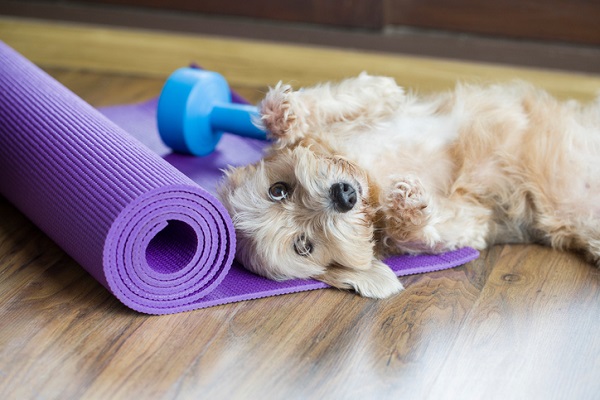 Dog laying on yoga mat