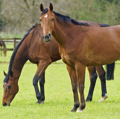 Two horses in a paddock, one grazing the other looking at the camera with a blurred horse grazing and trees in the background
