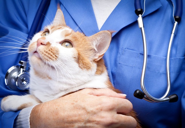 Cat insurance to cover vet bills