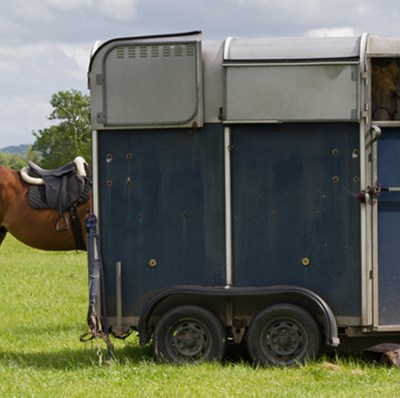Rear of saddled horse behind a horse trailer on grass with trees in the background