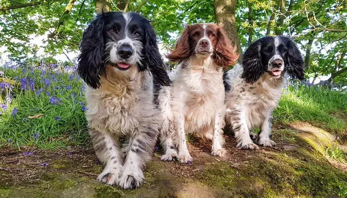 Multi Pet Picture Of 3 Dogs