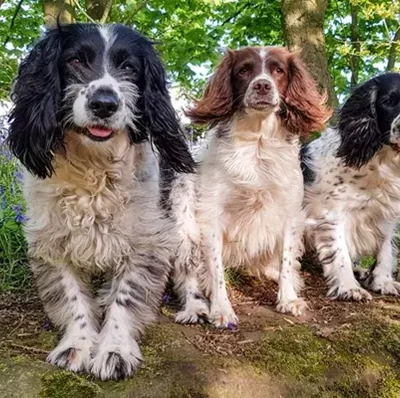 Three cocker spaniels in a row on a mound with bluebells and trees