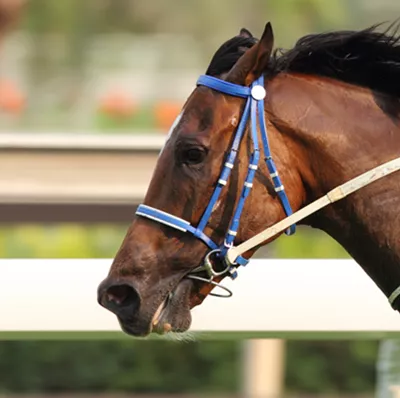Side view of racehorse's head and shoulders galloping with blurred barriers in background Side view of racehorse's head and shoulders galloping with blurred barriers in background