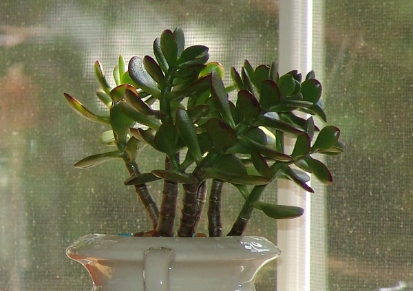 Potted Jade plant