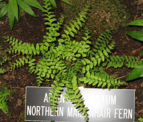 Maidenhair fern