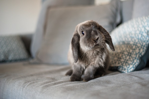 rabbit sat on sofa