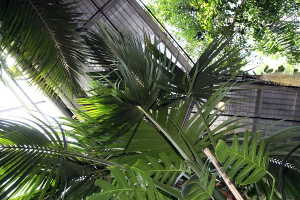 Close up of Howea Forsteriana plant