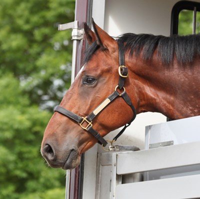 Head and shoulders of a horse wearing head color leaning its head over a horse box door with blurred trees in the background