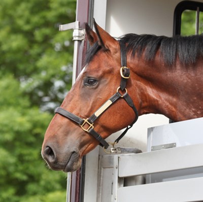 Head and shoulders of a horse wearing head color leaning its head over a horse box door with blurred trees in the background Head and shoulders of a horse wearing head color leaning its head over a horse box door with blurred trees in the background