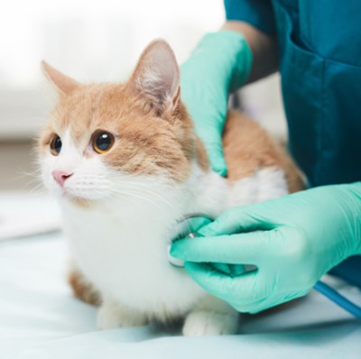 A person in scrubs placing a stethoscope on the shoulder area of cat on a examination table 