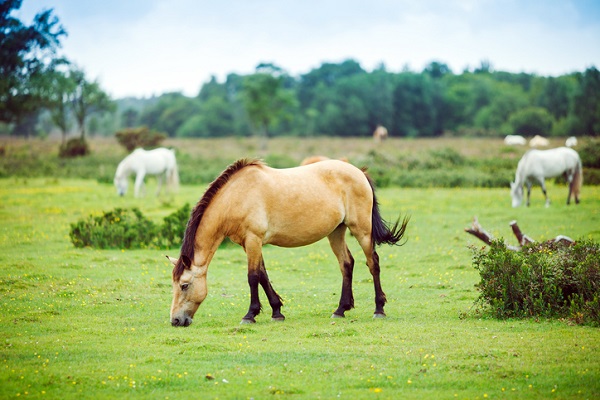 wild ponies in the new forest
