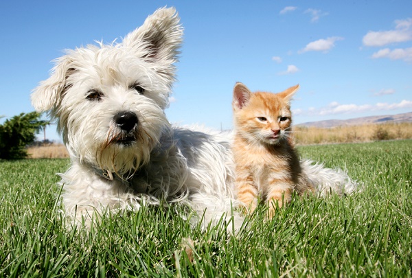 Dog and kitten in sun