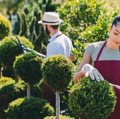 A man and a women in dark red aprons trimming  a row of topary into ball shaped trees with other topiary and bushes in the background