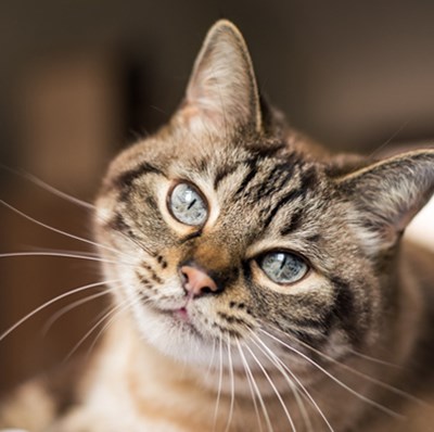 Head shot of a tabby cat