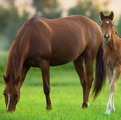 A chestnut foul next to an adult chestnut horse who is grazing in a field with a blurred tree backdrop