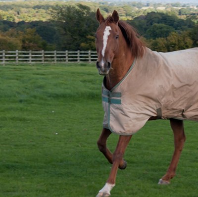 A horse with a coat trotting in a paddock with trees backdrop 