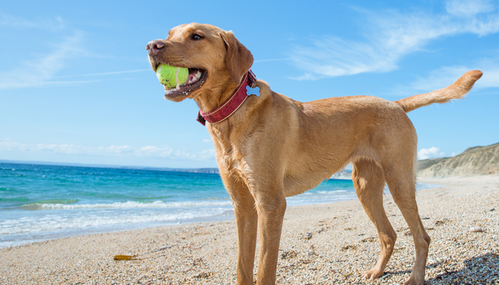 Dog With Ball On Beach