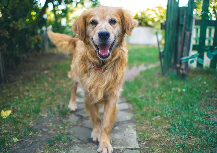 Golden Retriever Walking Up A Garden Path On Grass