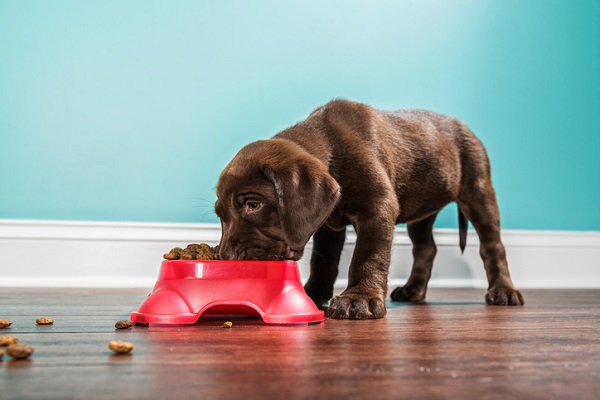 puppy eating from red bowl