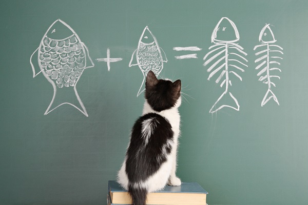 Kitten looking at sums on board