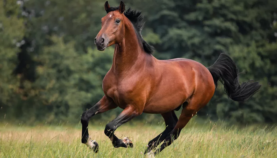 Brown horse galloping through a field