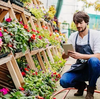 Man on his haunches, looking at a digital tablet in a greenhouse, shelves of busy lizzies and green plants either side, above and in the background