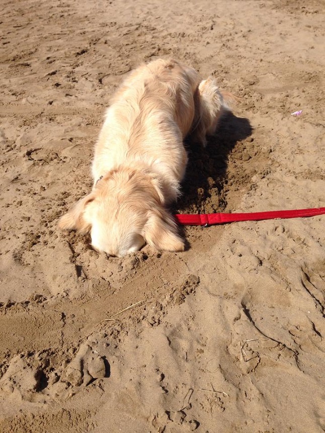 Dog in the sand