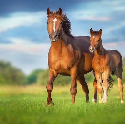 Horse and its foal with blurred backdrop of trees and dramatically clouded sky