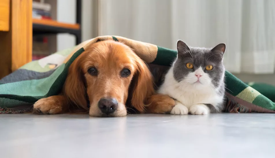 A dog and a cat snuggled under a blanket looking at the camera