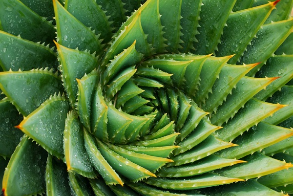 Close up of Aloe Vera plant
