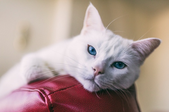 Cat insurance: a buyer's guide